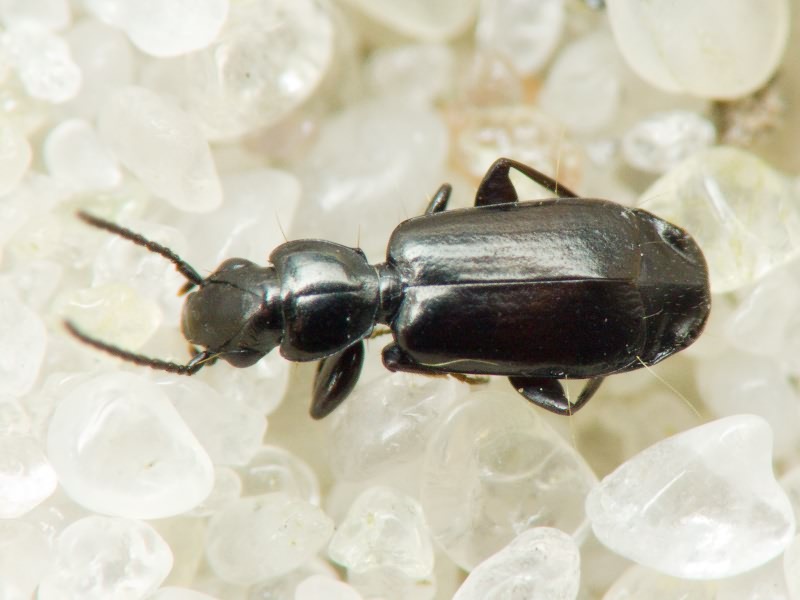Carabidae Latreille, 1802